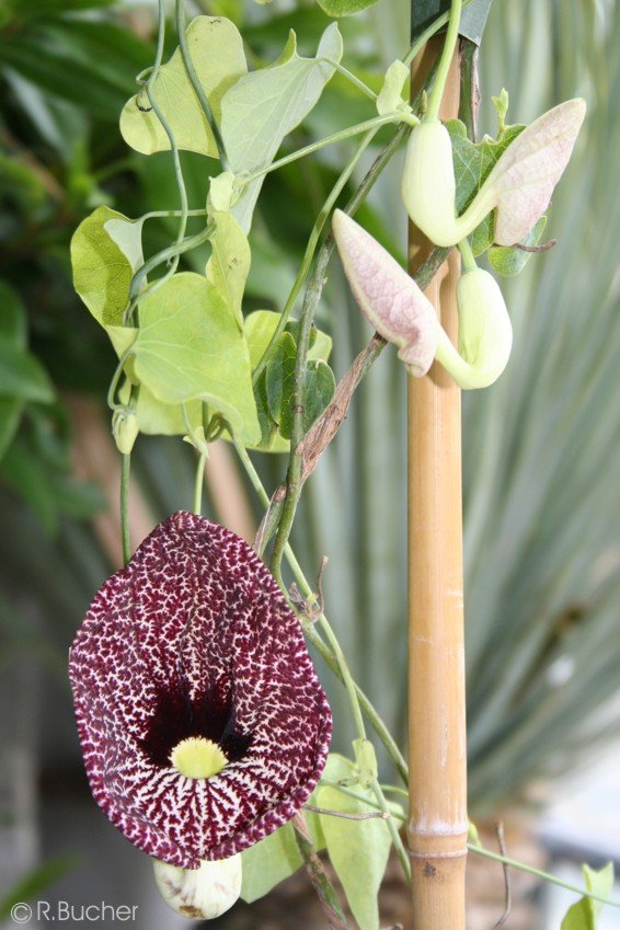 Aristolochia elegans